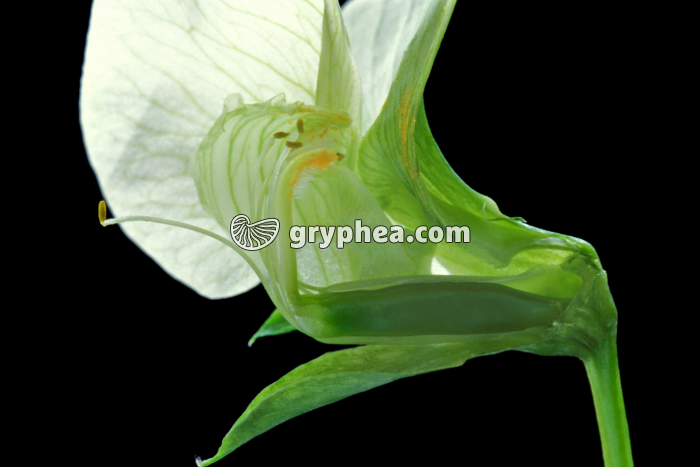 Pois (Pisum sativum) - Fleur en CL - gryphea.com